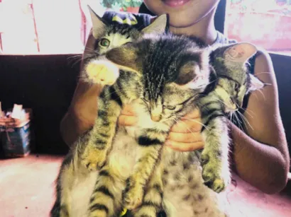 Gato SRD-ViraLata Pequeno 2-a-6-meses