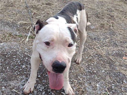 Cao - Macho Médio2 anos