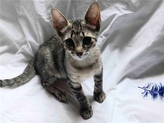 Gato para adoção Fêmea Pequeno 2 a 6 meses