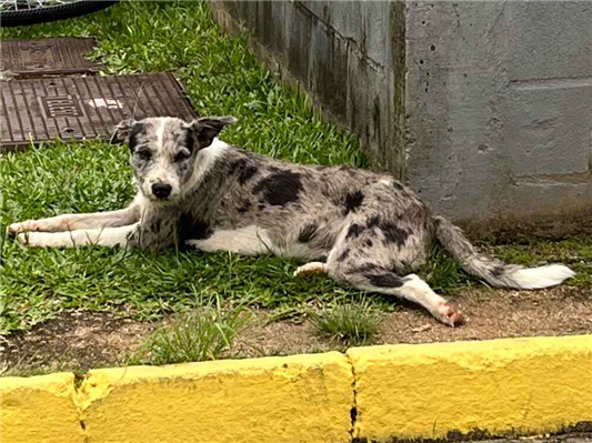 Cao - Macho Médio1 ano