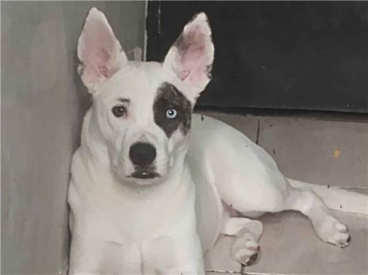 Cachorro cão para adoção Fêmea Médio  7 a 11 meses 