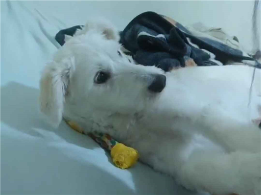 Cachorro cão para adoção Fêmea Médio  1 ano 