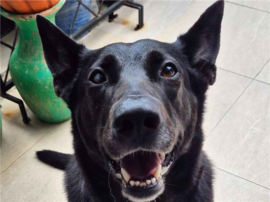 Cachorro cão para adoção Fêmea Grande 3 anos 