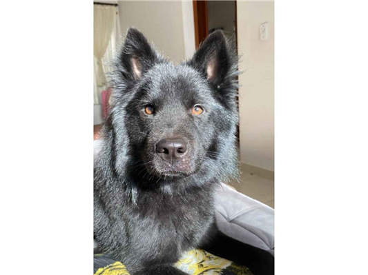Cachorro cão para adoção Macho Médio  2 anos 