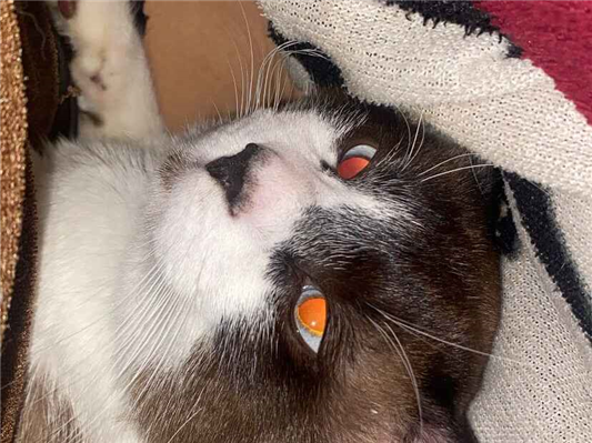 Gato - Macho Médio2 a 6 meses