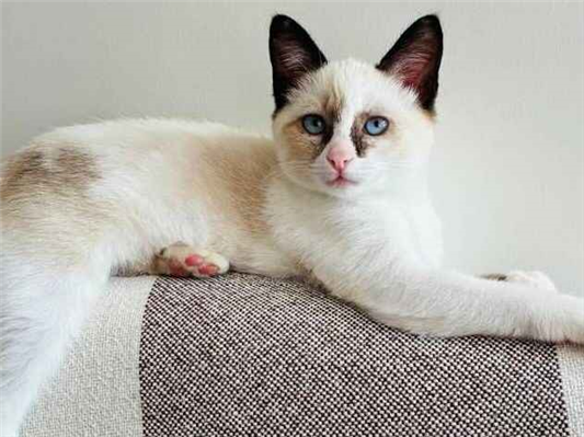 Gato para adoção Fêmea Pequeno 2 a 6 meses