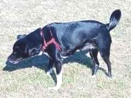 Cachorro cão para adoção Fêmea Médio  5 anos 