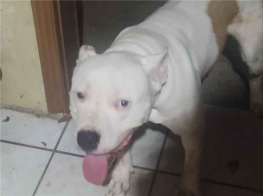 Cachorro cão para adoção Macho Médio  2 anos 