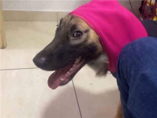 Cachorro cão para adoção Fêmea Médio  1 ano 