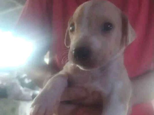 Cachorro cão para adoção Macho Grande Abaixo de 2 meses 