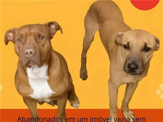 Cachorro cão para adoção Fêmea Médio  2 anos 