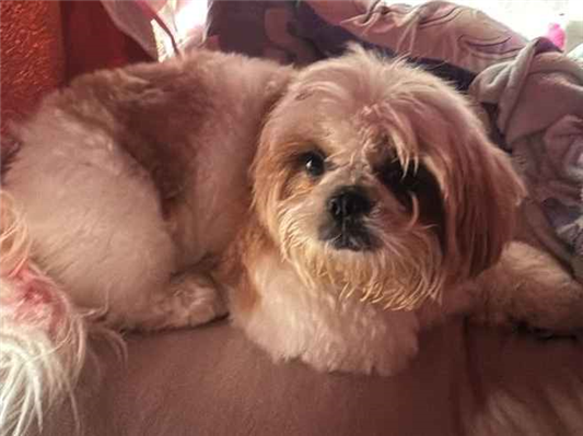 Cao Procura-Perdido Fêmea Pequeno 5 anos 