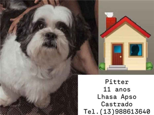 Cachorro cão para adoção Macho Pequeno 6 anos Acima 