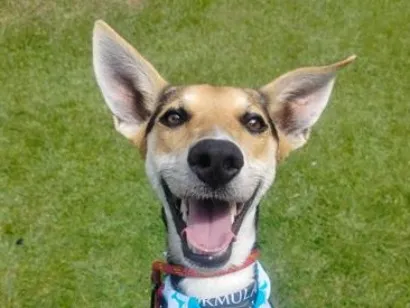 Cao SRD-ViraLata Medio 1-ano