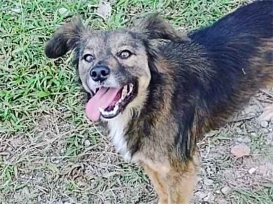Cachorro cão para adoção Fêmea Médio  6 anos Acima 