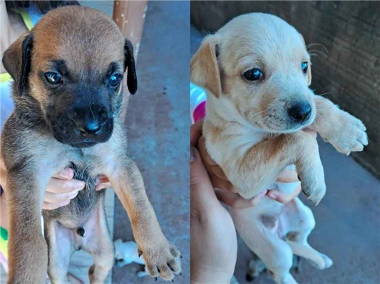 Cachorro cão para adoção Ambos Médio  Abaixo de 2 meses 