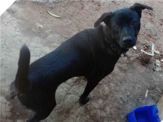 Cachorro cão para adoção Macho Médio  1 ano 