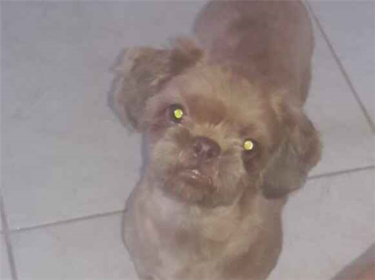 Cachorro cão para adoção Macho Pequeno 5 anos 