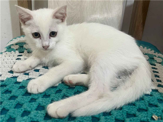 Gato para adoção Fêmea Médio 2 a 6 meses