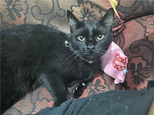 Gato para adoção Fêmea Pequeno Abaixo de 2 meses