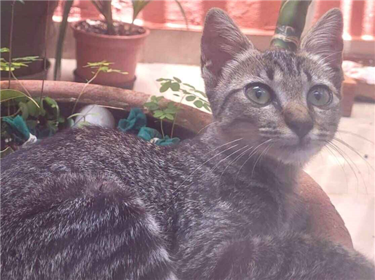 Gato para adoção Fêmea Pequeno 2 a 6 meses