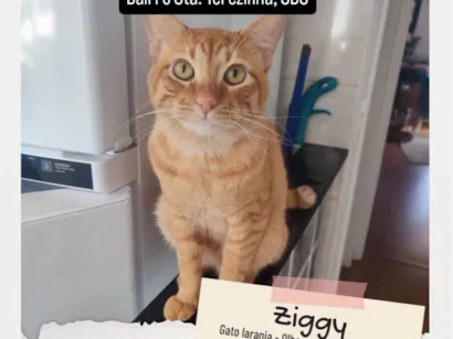 Gato SRD-ViraLata Medio 2-anos