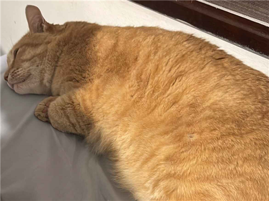 Gato para adoção Macho Grande 3 anos