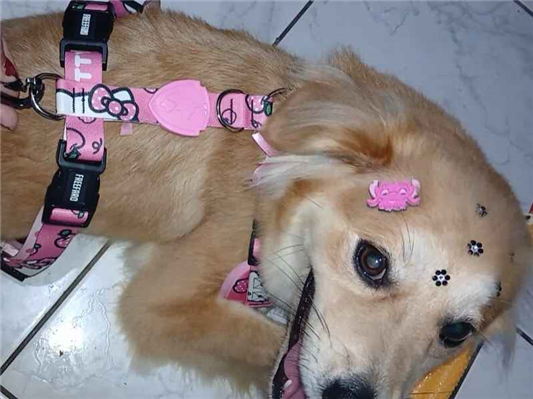 Cachorro cão para adoção Fêmea Médio  1 ano 
