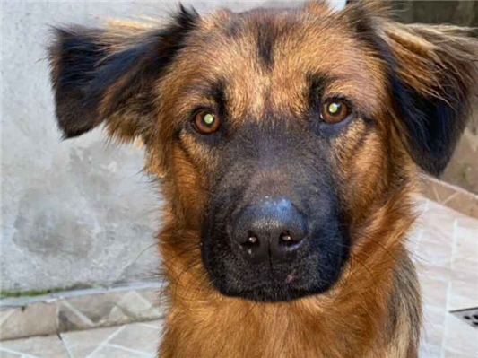 Cachorro cão para adoção Macho Grande 4 anos 