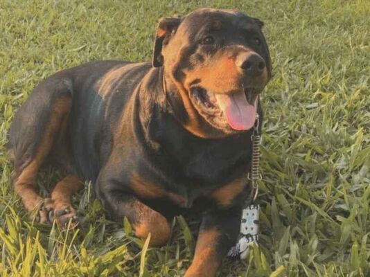 Cachorro cão para adoção Fêmea Grande 6 anos Acima 
