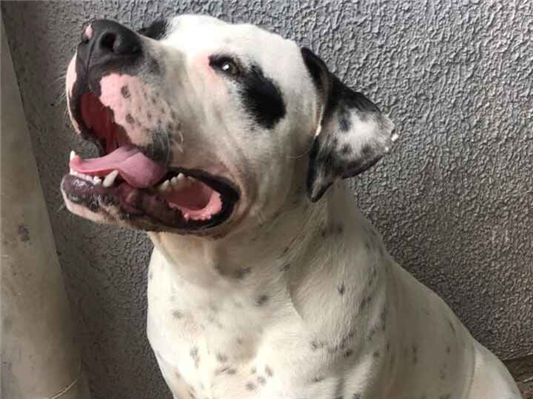 Cachorro cão para adoção Macho Grande 7 a 11 meses 