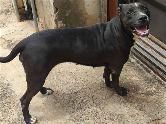 Cachorro cão para adoção Fêmea Médio  5 anos 