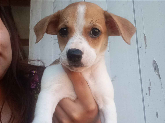 Cachorro cão para adoção Fêmea Pequeno Abaixo de 2 meses 
