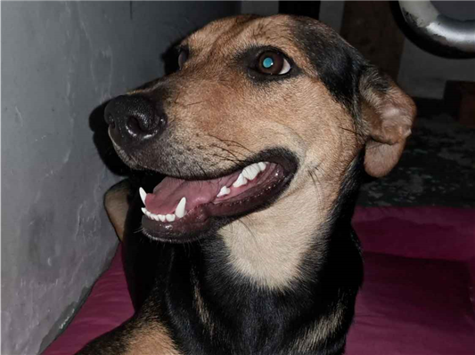 Cachorro cão para adoção Fêmea Médio  1 ano 