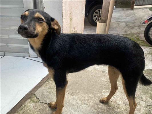 Cachorro cão para adoção Fêmea Pequeno 2 a 6 meses 