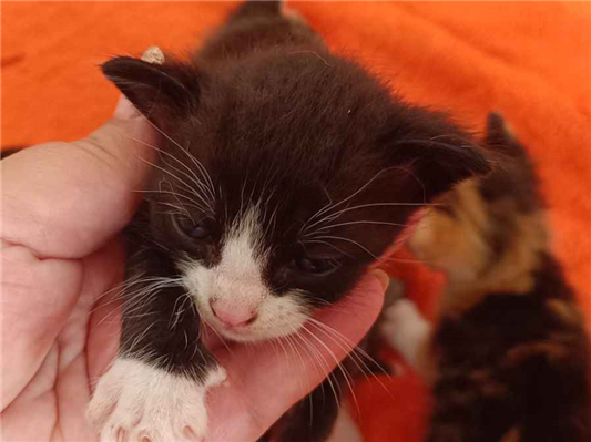 Gato para adoção Ambos Pequeno Abaixo de 2 meses