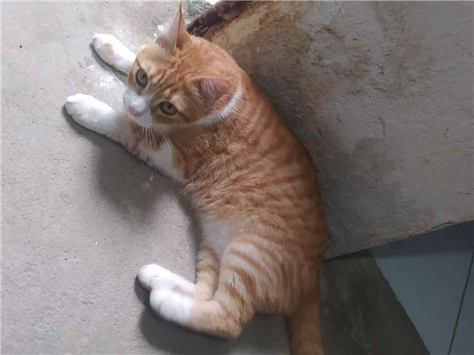 Gato para adoção Fêmea Médio 1 ano