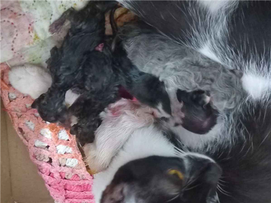 Gato para adoção Fêmea Pequeno Abaixo de 2 meses