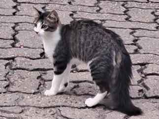 Gato - Macho Pequeno2 a 6 meses