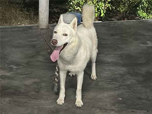 Cachorro cão para adoção Macho Médio  3 anos 