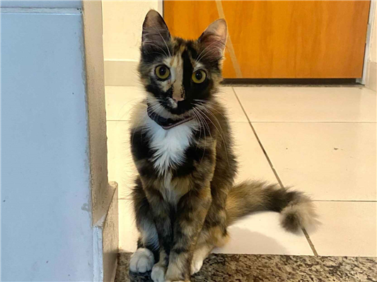 Gato Procura-Perdido Fêmea Médio 1 ano 