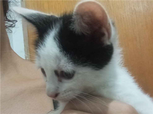 Gato para adoção Ambos Pequeno 2 a 6 meses