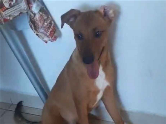 Cachorro cão para adoção Macho Médio  2 a 6 meses 