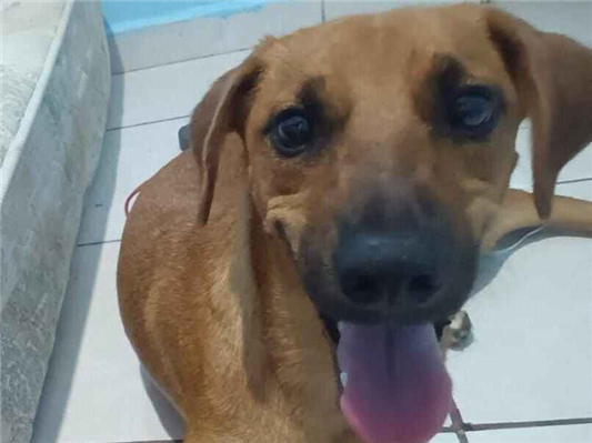 Cachorro cão para adoção Fêmea Médio  2 a 6 meses 