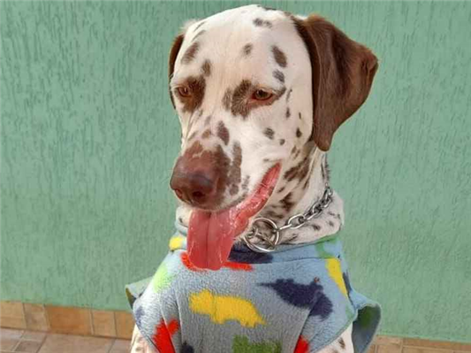 Cachorro cão para adoção Macho Grande 6 anos Acima 
