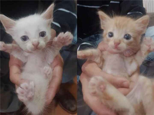 Gato para adoção Ambos Pequeno Abaixo de 2 meses