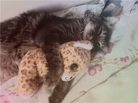 Gato para adoção Macho Pequeno Abaixo de 2 meses