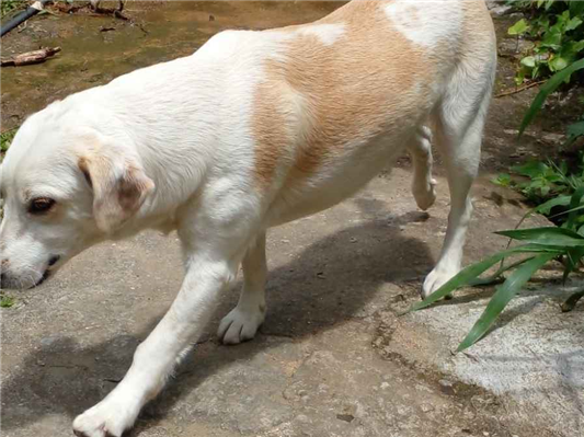 Cachorro cão para adoção Fêmea Médio  3 anos 
