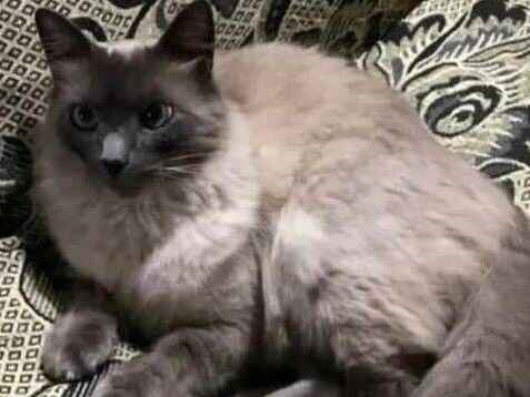 Gato Procura-Perdido Macho Médio 5 anos 