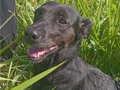 Cao SRD-ViraLata Medio 4-anos